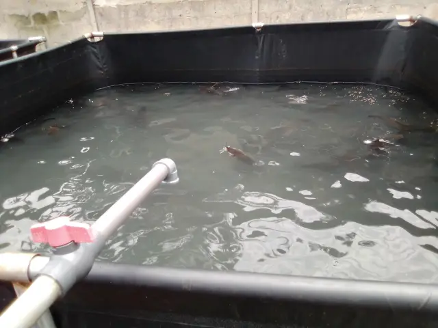 An Easy Approach to Begin Fish Farming Business in Africa