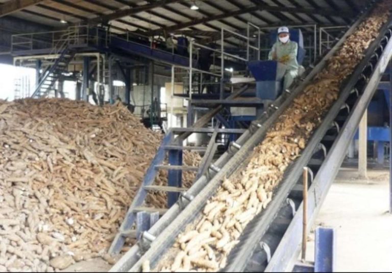 Cassava Processing Business – Basic Things to Put In Place