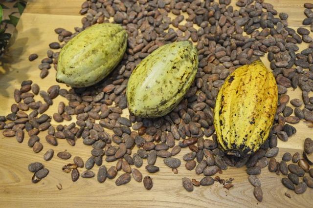 Cocoa Farming Business In Africa is Booming the Economy