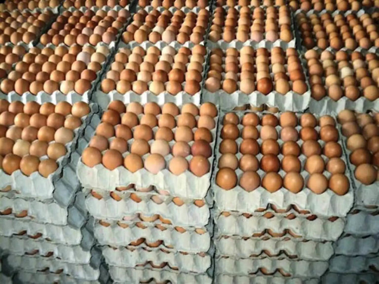 Egg Supply Business Becomes a Popular Wealth Creation in Africa