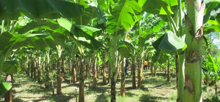 Plantain Farming is Currently Improving Africa’s Economy