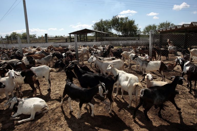Running a Large Scale Goat Farming In South Africa Just Got Easier