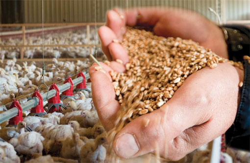 South Africans are Taking Advantage of Poultry Feed Production Business