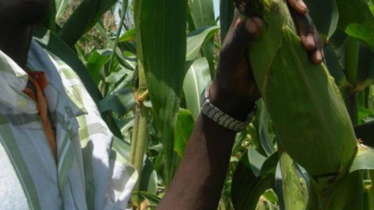 Maize Farming Business is Another Wealth Creation Area You Would Want to Try Out